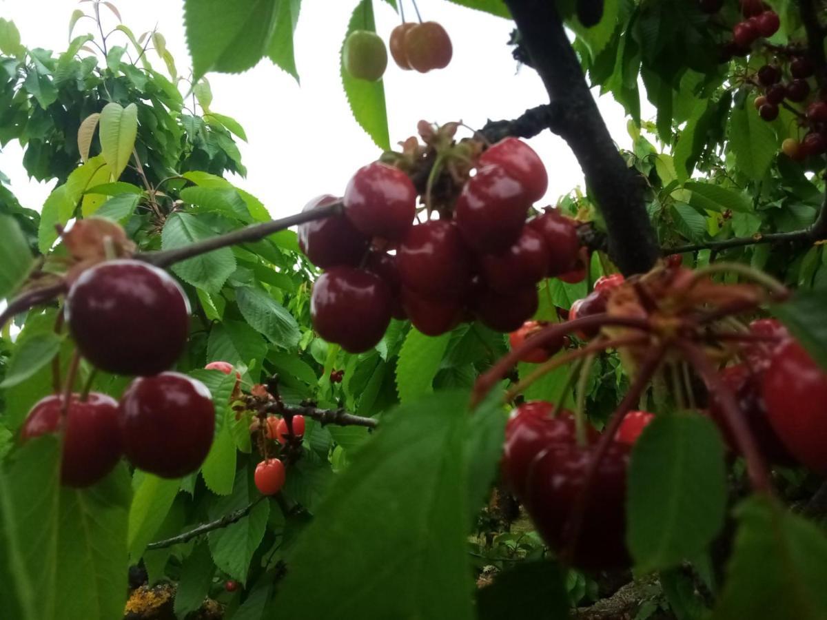 Vidaurreta Casa Rural Ibarbegi II 아파트 외부 사진